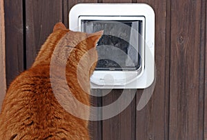 The cat flap photo