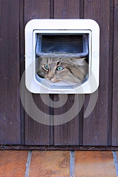 The cat flap