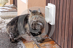 The cat flap