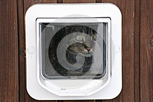 The cat flap