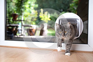 Cat flap in window