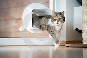 Cat flap in window