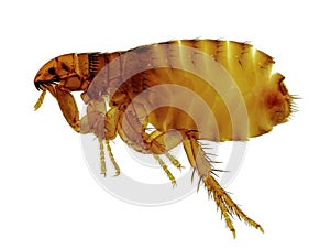 Cat flea (Ctenocephalides felis)