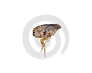 Cat flea - Ctenocephalides felis - single dead flea isolated on white background photo