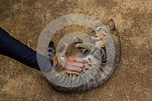 Cat on the floor Sleeping scratch the stomach Spellbound photo