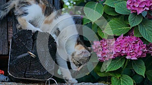 Cat and flower photo