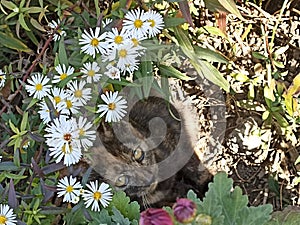 Cat flower natura sunday happy