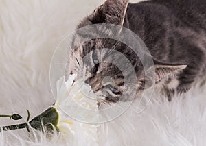 Cat and flower