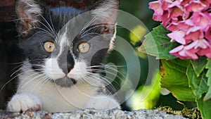 Cat and flower photo