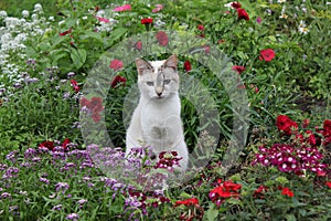 Cat and flowers in the garden 20526