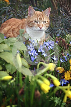 Gato a flores en el jardín 