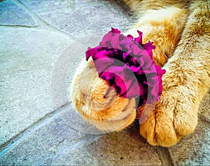 Cat with flowers in paws