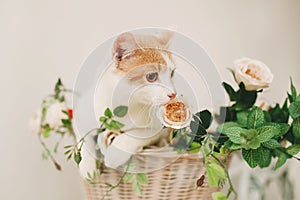 Cat with flowers in wicker basket of white retro bisycle