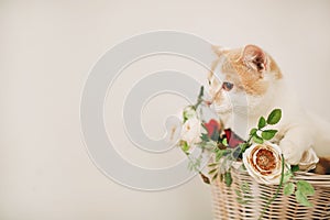 Cat with flowers in wicker basket of white retro bisycle