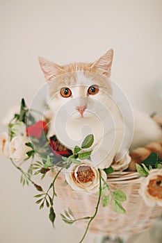 Cat with flowers in wicker basket of white retro bisycle