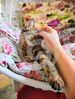 Cat in flowersFlower, spring, love, cat, happiness