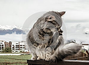 Cat fluffy gray sits on fence and washes, licks himself. frosty morning in the mountains. close-up gray fluffy Persian kitty Maine