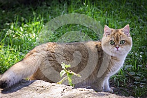 Cat with a fluffy tail walks in the garden