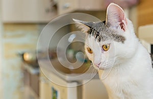 A cat, a fluffy young kitten with yellow eyes, sits on the kitchen table