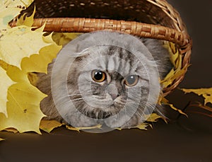 Cat fold in the basket with leaves