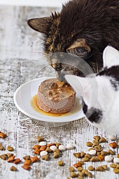 Cat food, snacks and toys for happy cats