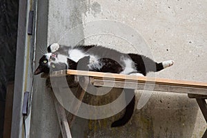 Cat fooling around on a bench