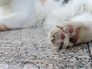 Cat foot