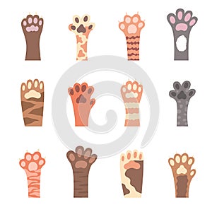 Cat foot. Hand drawn paws