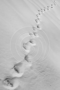 Cat footprint in the snow. Paw prints in winter white snow. Concept of abandoned and hungry cat in frosty winter
