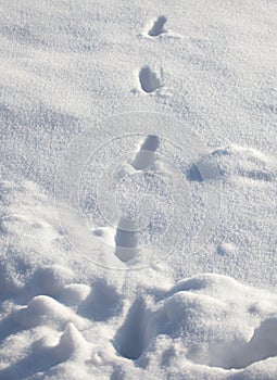 Cat footprints on white snow. Close-up .