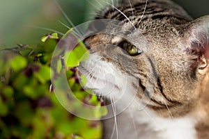 Cat and Four leaved Clover