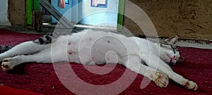 cat is a four-legged and hairy mammal, cat is a carnivorous animal, cat has a very sharp sense of sight photo
