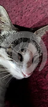 cat is a four-legged and hairy mammal, cat is a carnivorous animal, cat has a very sharp sense of sight photo