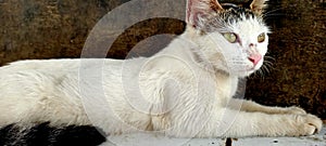 cat is a four-legged and hairy mammal, cat is a carnivorous animal, cat has a very sharp sense of sight photo