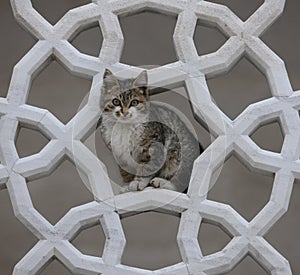 Cat framed by islamic carving at Fatih Camii Istan