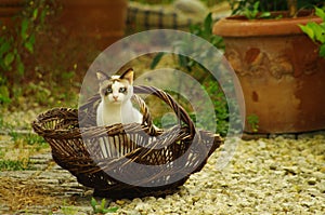 Cat in french basket