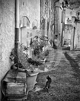 Cat in French old town street