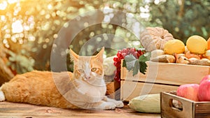 Cat with Fresh organic vegetables and healthy food. Fall harvest cornucopia in autumn season