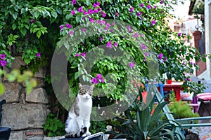 a cat in front of the bougainvillea plant