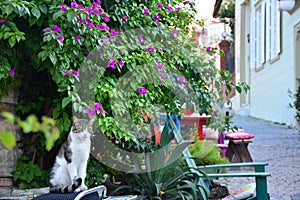 A cat in front of the bougainvillea plant