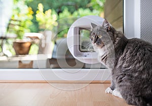 Cat in front of cat flap in window