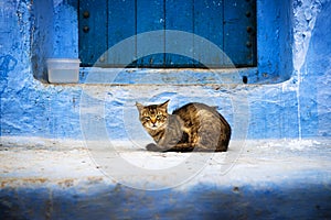 Cat in front of a door in Chefchaouen, Morocco.