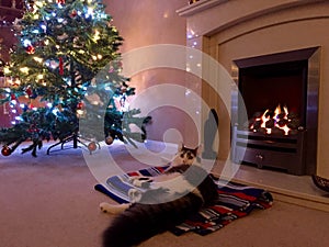 Cat in front of a fire at Christmas
