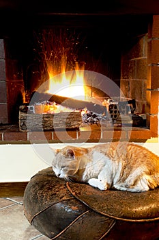 Cat in front of fireplace