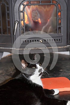 Cat in front of a fireplace