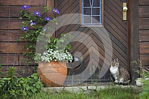 Cat in front of a wooden door