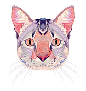 Cat frontal view, vector isolated animal