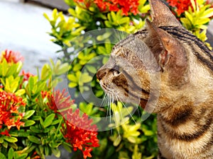 Cat with fullblown flower