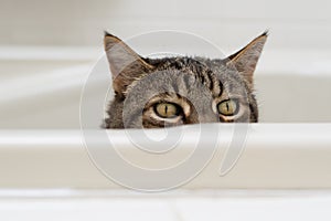 Cat with funny expression peeking over the side of a bathtub.