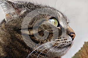 A cat with a funny look